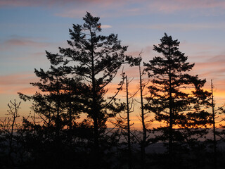 Conifer trees at dawn.