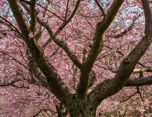 Ornamental cherry tree.