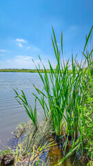 Fototapeta premium Landscape with a lake and clouds in the sky in the summer season