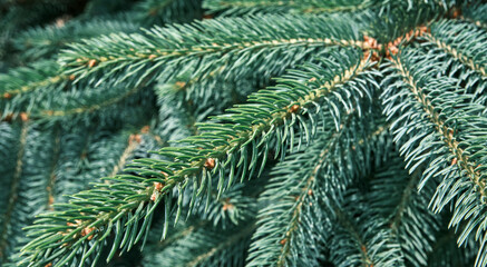Close-up branches of blue spruce.