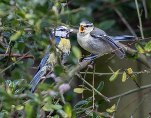 Close up of a great tit bird feeding another one standing on a branch with green leaves