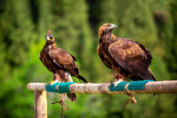 Golden eagle close up. The eagle sits on a perch against the backdrop of green mountains. The bird of prey hunts its prey. Falcon hunting. National tradition of Asia. Kazakhstan