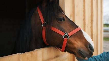 A dark brown horse with a black mane looking out from the widow of the stall. Close-up view of a...