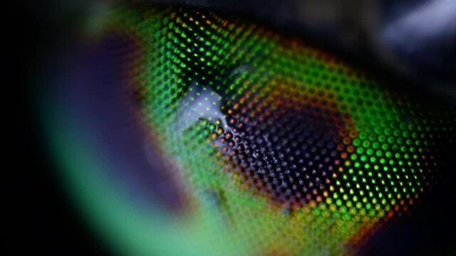 The beauty of the insect world under the microscope. Close-up of a bloodsucking horsefly. Unusual texture of compound eyes. Changing light and shadows.