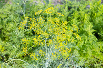 flowering dill plant and green foliage of carrots