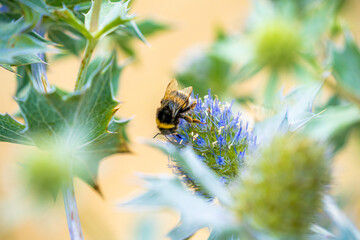 Naklejka premium Bee picking up pollen from a purple plant with green leaves