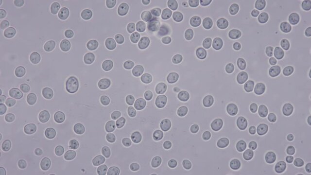 High-detailed shot of yeast bacteria. 1000x microscope magnification. Recycling food and non-food waste into ethanol