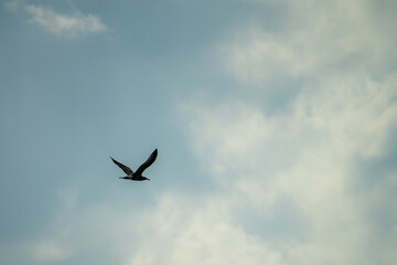Seagulls flying along the coast of the city of Laredo in the province of Santander, during the summer on a cloudy day
