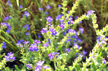 Anchusa blooms in nature