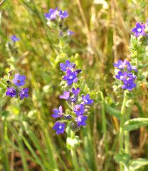 Anchusa blooms in nature
