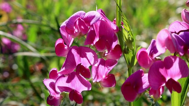 Blossom of lathyrus in the garden. Lovely sweet pea flowers on green background.