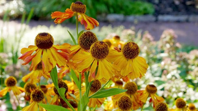 Helenium Wyndley flowers in summer garden