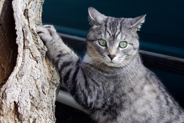 surprised looking gray tabby cat sharpening claws on tree