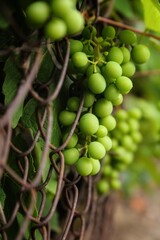 bunch of grapes