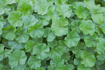 Closeup shot of green Malva sylvestris leaves