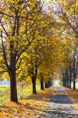 Obraz premium autumn alley near Banhorvati in Northern Hungary, Hungary