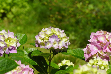 Hortensia (Hydrangea macrophylla). Family Hydrangeaceae. Flowering in the summer in a Dutch garden,...