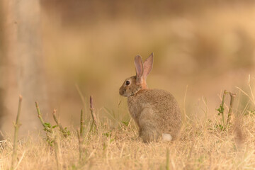 rabbit in the grass