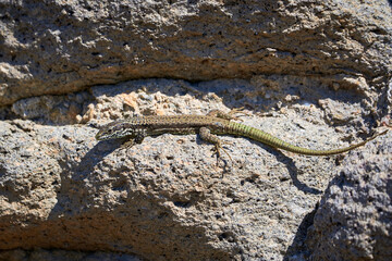 Common wall lizard sunbathing on a rock in the morning (Podarcis Muralis)	