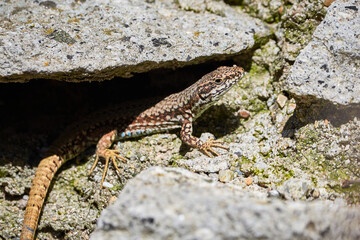 Common wall lizard sunbathing on a rock in the morning (Podarcis Muralis)	