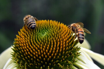 Bienen auf einem weißen Scheinsonnenhut