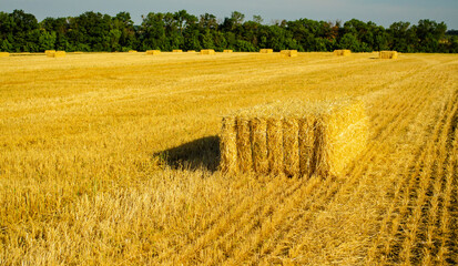 Stacks of hay in summer in yellow field with copyspace.