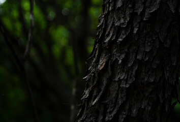 Black old bark background of the old bark makes the natural beauty of the old trees with beautiful bark in the night.