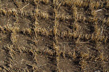 Stubble in the field after harvest. Cut stalks of cereals in the field in summer. Close-up, top view
