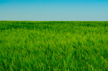 Obraz na płótnie Canvas Green wheat field in spring in sunlight on blue sky background