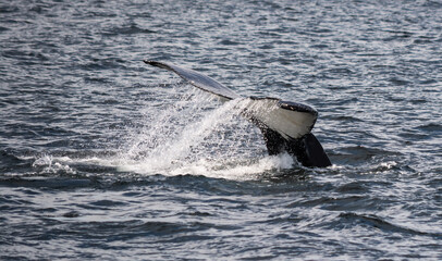 Obraz premium Making a Splash with his Tail