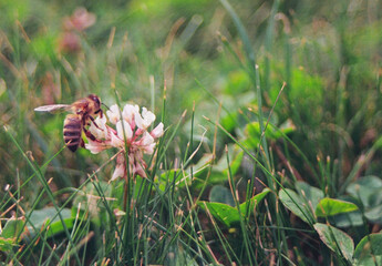 Fotografia analogowa pszczoły siedzącej na kwiacie podczas letniego dnia - obrazy, fototapety, plakaty