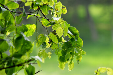 Fototapeta na wymiar Leaves on beech tree in Scotland (Fagus sylvatica)