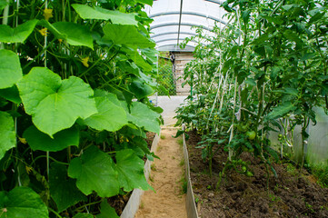 Green large leaves of cucumbers close up