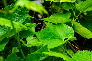 Green leaves and vine close up