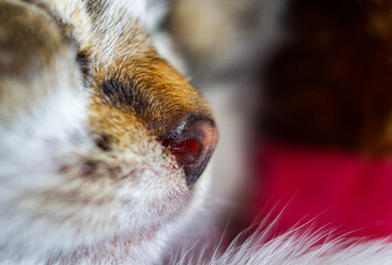 Cat nose close up of pet