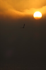 bird at dawn in talcahuano
