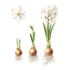 Paperwhite Pencil Illustration Isolated on White