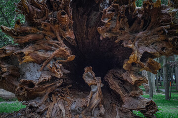 Naturaleza 