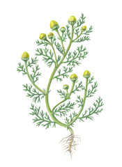 Pineapple Weed Pencil Drawing Isolated on White - obrazy, fototapety, plakaty