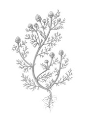 Pineapple Weed Pencil Drawing Isolated on White - obrazy, fototapety, plakaty