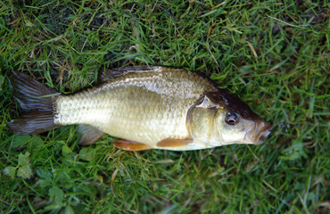 caught fish on a hook lying on the grass fishing