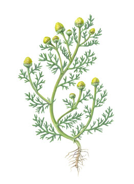 Pineapple Weed Pencil Drawing Isolated on White