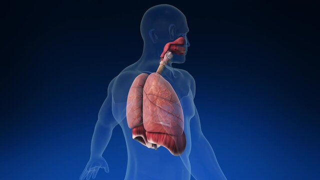 Medical 3d animation of the human lung inside human body with its parts visible. Medically accurate animation of the human lungs. Loopable rotation.
