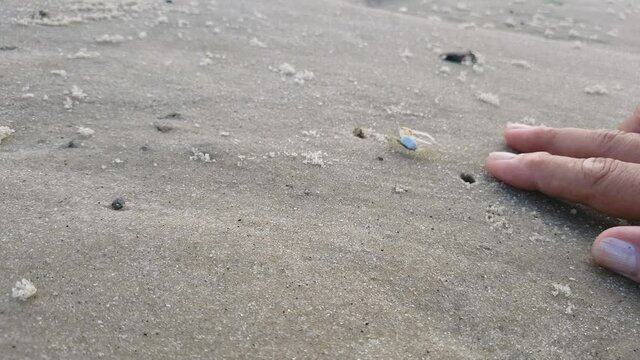 Two male fiddler crabs displaying large claws in the mangrove sand. Animal behavior and competition between males of the Uca species.