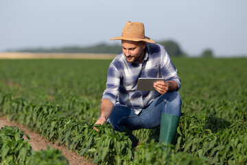 Naklejka na ściany i meble Male farmer in field of peppers monitoring plants holding tablet.