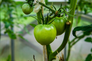 Green tomatoes growing on a branch close up