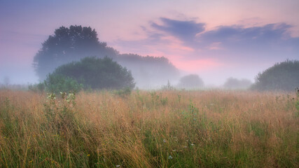 Obraz na płótnie Canvas Summer misty landscape. Foggy sunrise above a meadow. Low red clouds in the sky. High grass and trees.