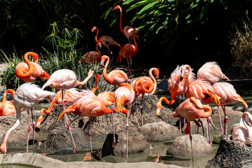 A flamboyance of greater flamingos