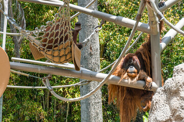 A very hairy orange orangutan relaxing.
