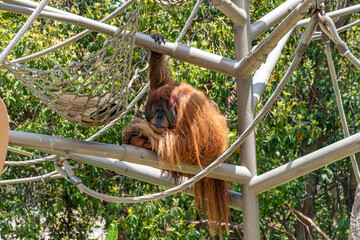 A very hairy orange orangutan relaxing.